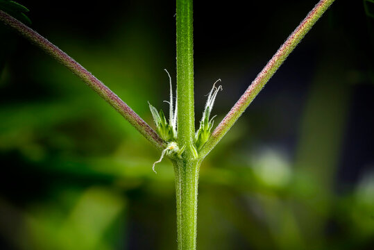 OG Kush strain cannabis female pre-flower node with white pistils, detailed macro photography of symmetrical green hemp plant stem anatomy in indoor cultivation setup
