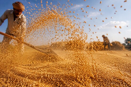 Golden wheat grains scattering in the air on a threshing floor.