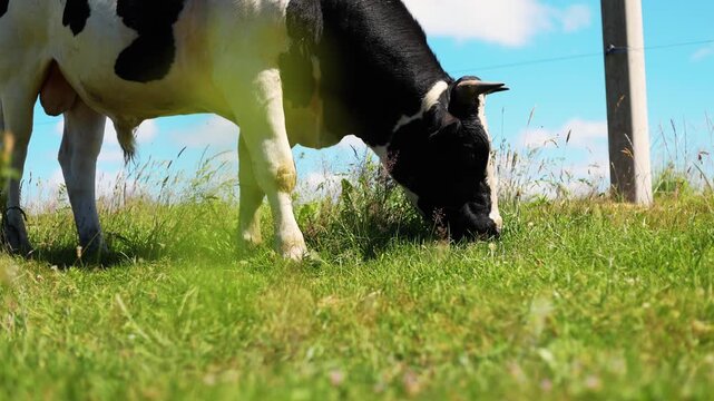 Black and white cow grazing in a green summer meadow. Domestic cattle eating grass in farmland. Livestock farming, milk production and agriculture symbol. Organic dairy industry concept.