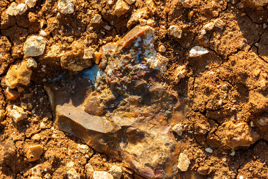 Raw siliceous rock featuring botryoidal chalcedony crust embedded in sun-baked desert clay ground, natural geological formation captured in a dry quarry terrain during sunny day light
