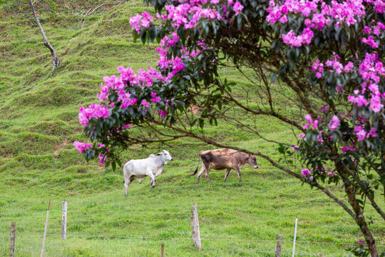 Bois pastando em colina verdejante sob galhos de quaresmeira florida em S&atilde;o Pedro de Alc&acirc;ntara, Santa Catarina