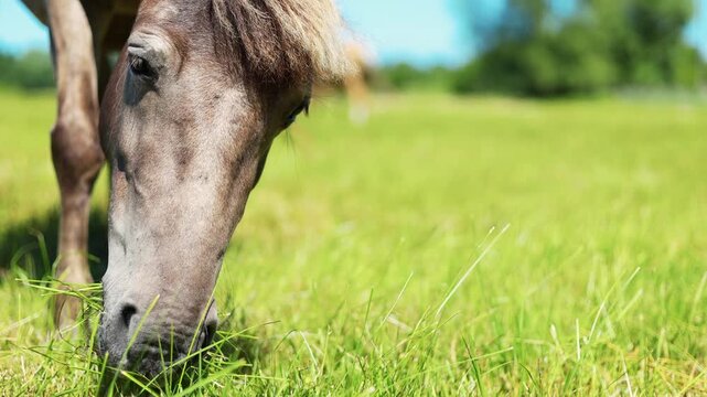 Horse grazing in a summer meadow. Brown pony eating green grass in a countryside field. Peaceful rural scene with nature landscape. Animal freedom and livestock pasture concept.