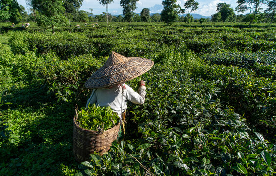 Tea garden worker plucks fresh tea leaves wearing Jaapi during a hot summer day at a tea estate in Assam.