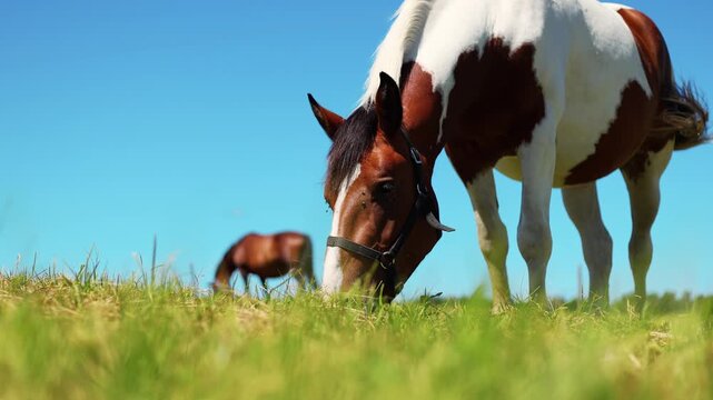 Horse with halter standing in a green meadow. Portrait of spotted brown and white equine in a sunny pasture. Farm animal grazing in summer countryside. Equestrian and farming concept.