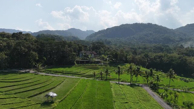 Aerial view of houses overlooking lush rice terraces.