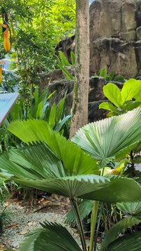 The Elegant Fan Palm (Licuala elegans) - small vertical montage 