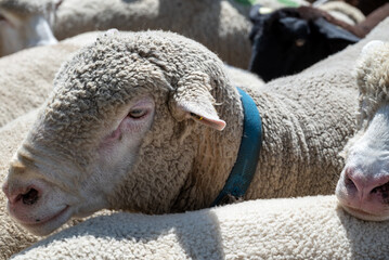 Detailed portrait of a woolly sheep lying among other sheep in bright summer light, showing texture, ear, and collar. © Andrei Tomas