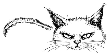 Grumpy cat face with angry expression in hand drawn ink style © Kaz