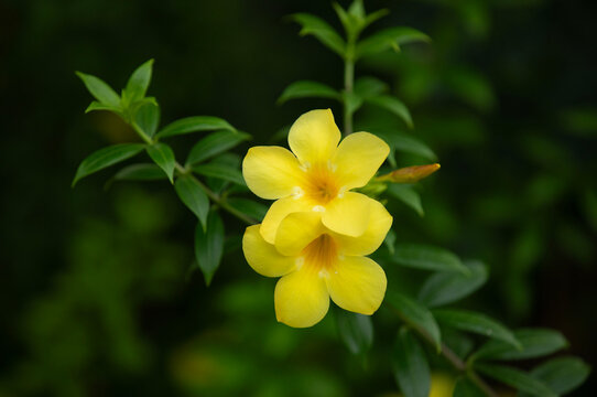 Close up image of golden trumpet flower or allamanda with green natural background