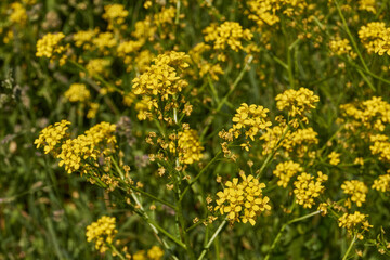 Obraz premium Barbarea vulgaris (lat. Barbarea vulgaris) is blooming in the meadow. Inflorescence Barbarea vulgaris.