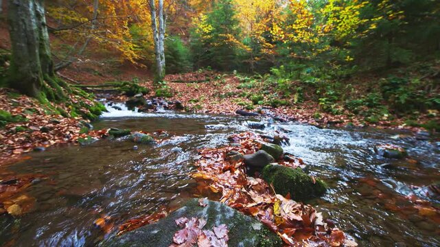 Mountain river with autumn leaves