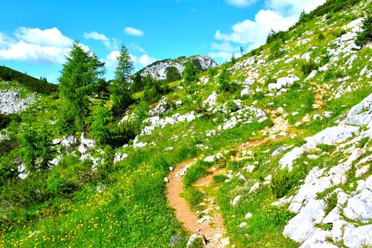 Hiking trail at a grean meadow with larch trees and yellow flowers near Debela Peč in Julian alps, Gorenjska, Slovenia