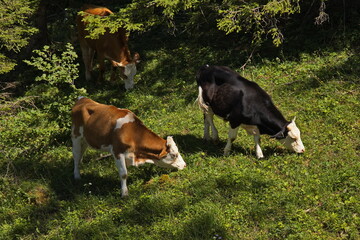 Cattle on a pasture on Muckenkogel near Lilienfeld, Lower Austria, Austria, Europe  © kstipek