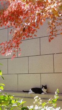 Cat sitting under red maple tree beside wall