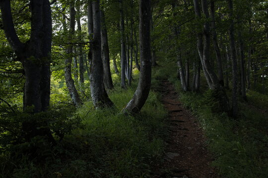 Hiking track to Traisnerh&uuml;tte on Muckenkogel near Lilienfeld, Lower Austria, Austria, Europe
