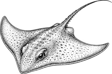 Hand Drawn Stingray Sketch Vector Illustration Isolated on White Background, Marine Ray Fish Line Art Drawing, Black Ink Ocean Wildlife Engraving Style Clipart © dan