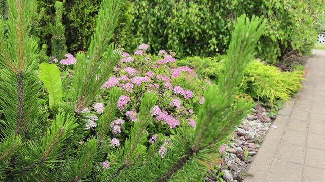 Pink spirea bush blooming in ornamental landscaped summer garden