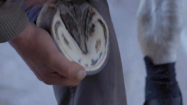 Farrier preparing horse hoof for horseshoe installation, shaving or trimming off frog and sole with knife tool, closeup detail