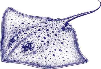Hand Drawn Stingray Sketch Vector Illustration Isolated on White Background, Marine Ray Fish Line Art Drawing, Black Ink Ocean Wildlife Engraving Style Clipart © dan