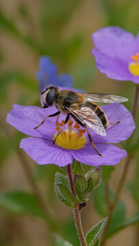Honeybee collecting nectar from purple flower, pollination scene, nature detail, wildlife photography.