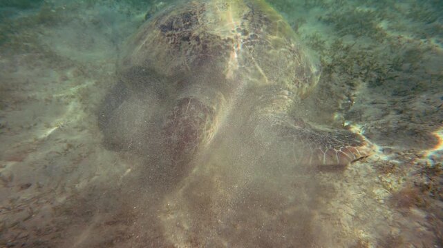 Snorkeling at Marsa Mubarak, Green sea turtle with remora or sharksucker fish on shell grazing seagrass, closeup detail, swimming up to surface then