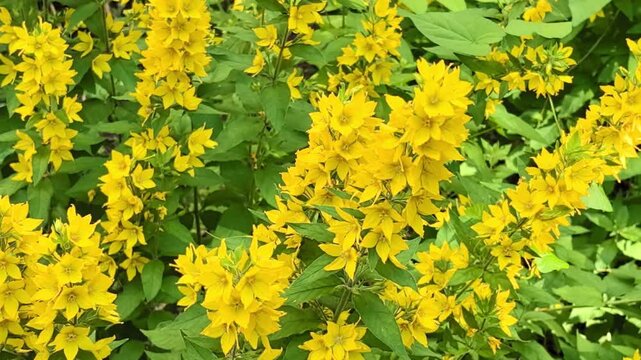Bright yellow loosestrife wildflowers in lush summer garden meadow