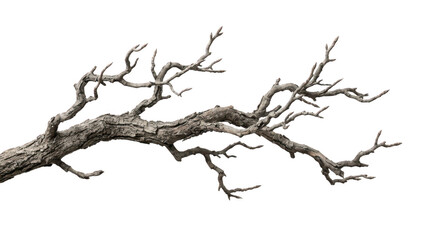 Fototapeta premium Bare tree branch with rough bark texture isolated on transparent background