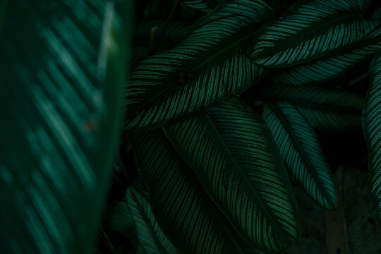 Dark Tropical Foliage