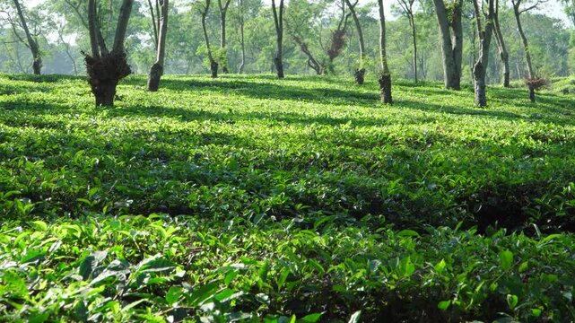 Wide panning shot of a lush green tea plantation with tall trees under bright midday sun in Wonosari Malang Indonesia, showcasing sustainable agriculture and rural development in Southeast Asia.