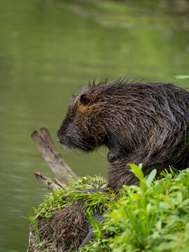 Nutria der am Ufer sitzt und sich sonnt