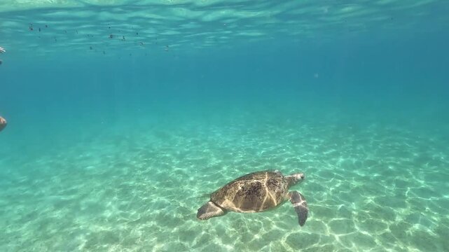 Young woman swimming next to green sea turtle when snorkeling in Marsa Alam, encounter with marine wildlife