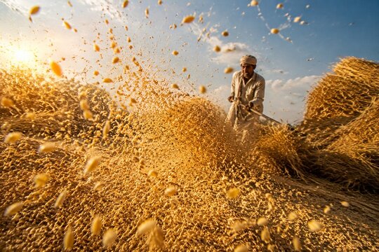 Golden wheat grains scattering in the air on a threshing floor.