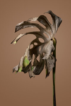 Dry monstera leaf on warm brown gradient backdrop