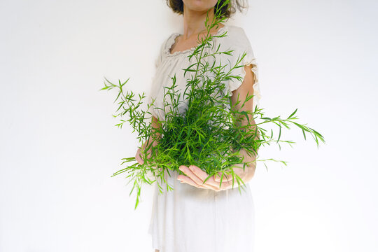 Woman cradling armful of bright green wild foraged stems against clean white wall. Depicts herbalist lifestyle, biophilic home practice, and mindful bond between urban dweller and local flora.