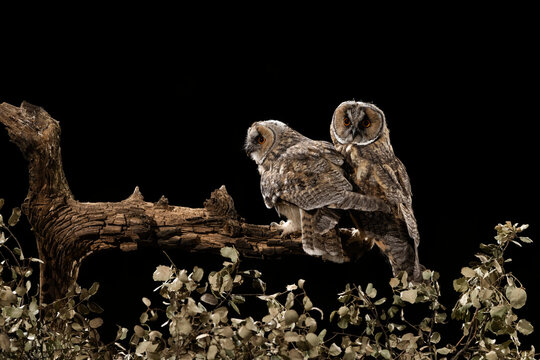 Two Long-Eared Owl Chick Perched At Night  