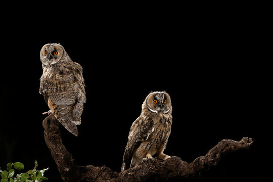 Two Long-Eared Owl Chick Portait At Night  