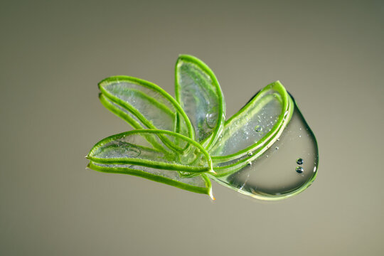 Aloe vera, showcasing cut leaves and a droplet of transparent gel
