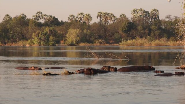 hippos and sunrise  on the Zambezi River, Zambia, Africa