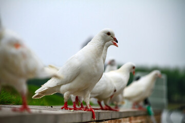 Obraz premium Group of white domestic pigeons standing on concrete ledge under overcast sky 