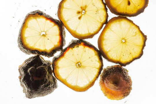 Moldy lemon