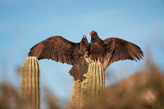 two turkey vultures with spread wings on cactus in warm desert l