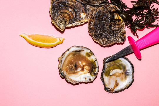 Oysters on a pink surface