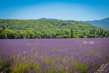 Champ de Lavandes en pleine floraison © Gerald Villena