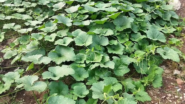High angle medium shot focusing on a thick canopy of pumpkin leaves waving subtly due to outdoor wind motion.