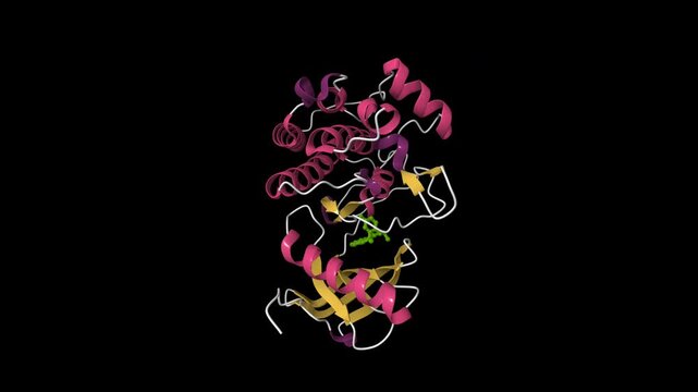 Crystal structure of TrkA kinase with repotrectinib. Animated 3D cartoon model, pdb 7vko, secondary structure color scheme, black background
