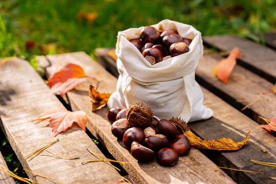 Autumn chestnut harvest in a rustic setting