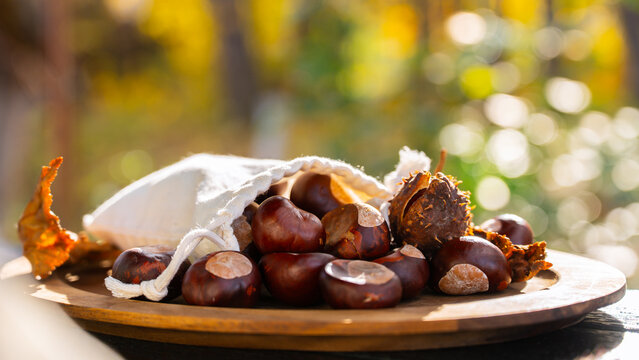 Fresh organic chestnuts displayed in autumn setting
