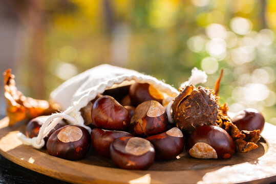 Autumn chestnut harvest with organic focus