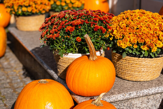 Autumn pumpkins and chrysanthemums in woven baskets