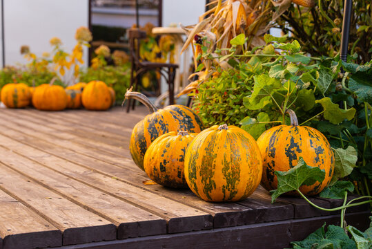 Rustic autumn pumpkin display on wooden deck
